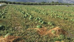 Antalya’da dolu yağışı tarım ürünlerine zarar verdi