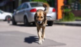 İstanbul’da köpekleri site dışına çıkaran 2 kişiye verilen ceza iptal edildi