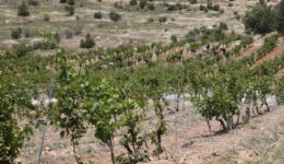 Mardin’de asırlık üzümlerin geni korunacak