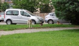 Ankara Valiliğinden “hastalık taşıyan köpeklerin kente getirildiği” iddialarına açıklama