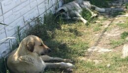 Hastalıklı köpekleri Ankara’ya getiren 2 kişi hakkında dava açıldı