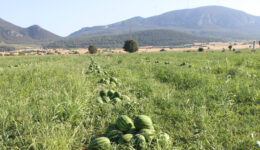 Tescilli Osmaneli karpuzunda hasat zamanı