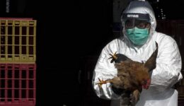 DSÖ, Meksika’da kuş gribinin bir alt türü olan A(H5N2) nedeniyle ilk ölümü doğruladı