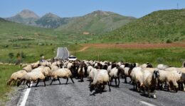 Göçerler yaylaların yolunu tutuyor – Son Dakika Haberleri