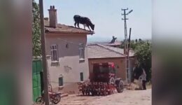 Kaçan boğa çatıya çıktı – Son Dakika Haberleri