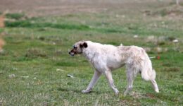 Hatay’da sahipsiz köpeğin saldırdığı kadın yaralandı