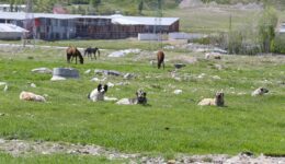 Köpeklerin saldırısında ölen çocuğun ailesi yasal düzenleme istiyor