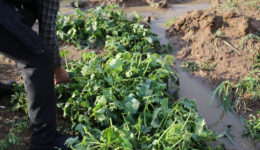 Bingöl’de dolu sebze ve meyve ekili arazide zarara yol açtı